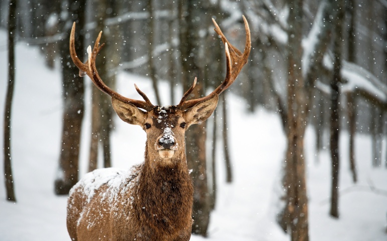 Deer_in_snow_hd_wallpaper_401109506